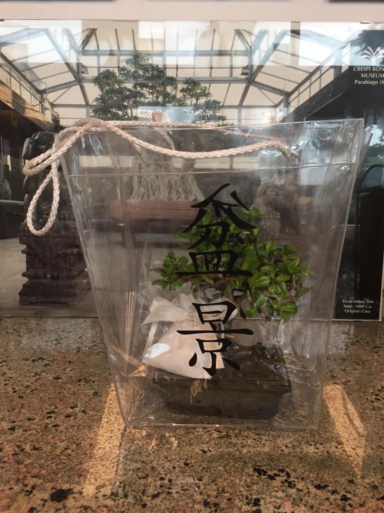 Bomboniera bonsai