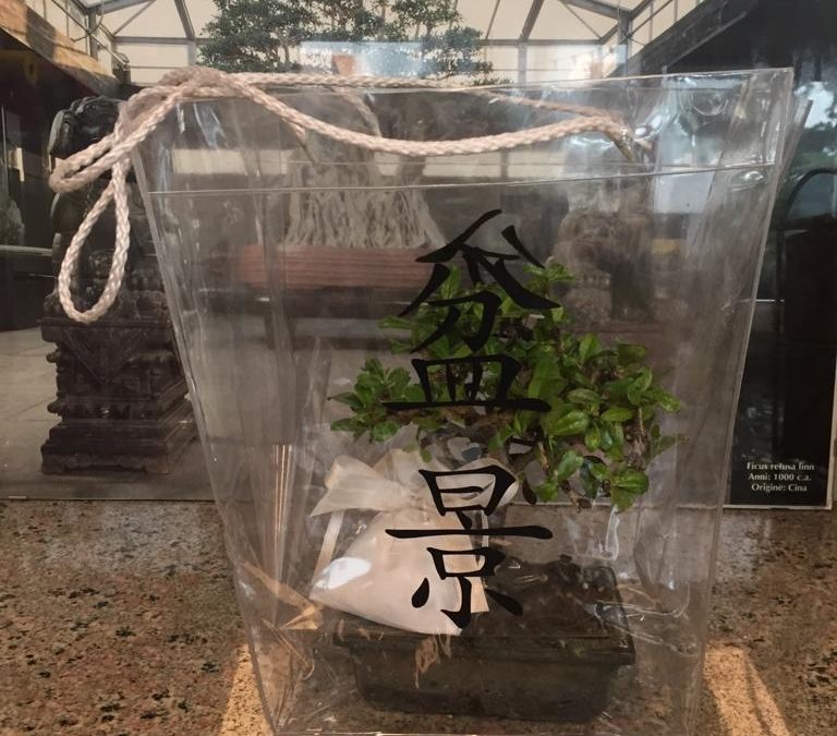 Bonsai e bomboniere