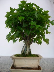 Acero su roccia bonsai