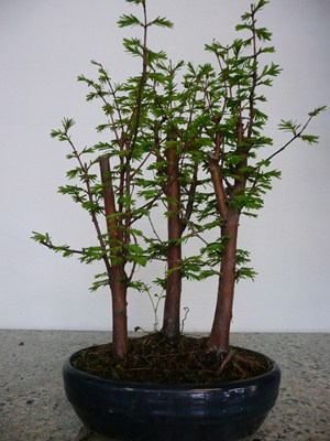 Boschetto di sequoie bonsai