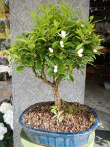 Fortunella bonsai