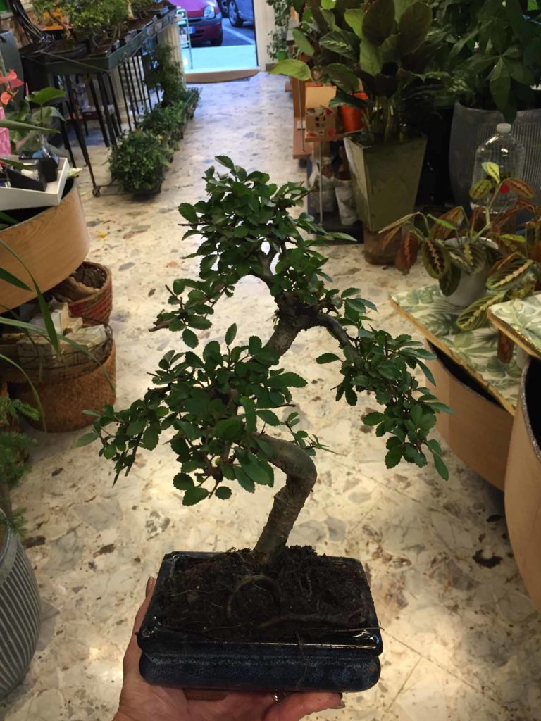 Come si bagna un bonsai? | Fiori Trieste | Fiori al Boschetto