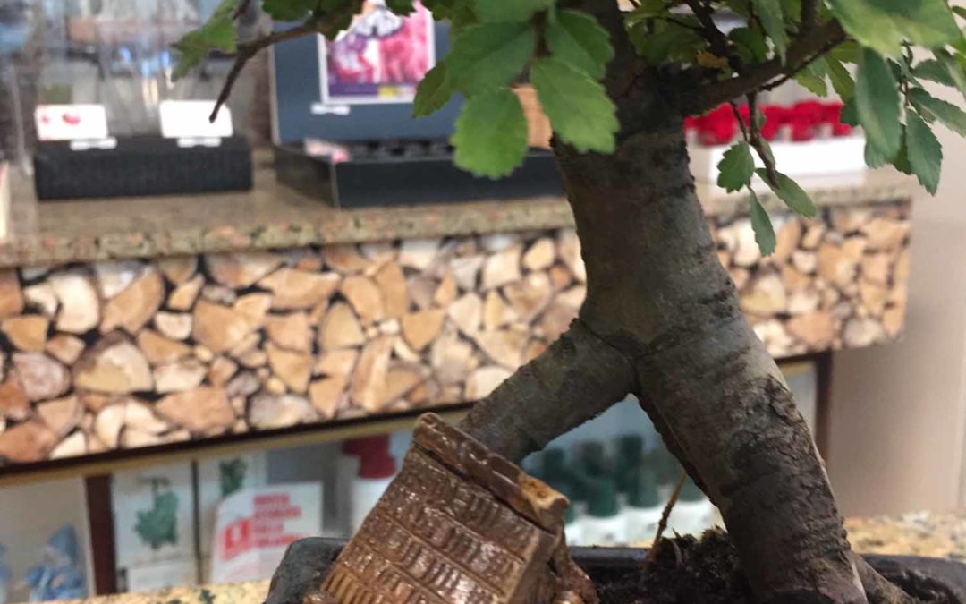 Come si bagna un bonsai?