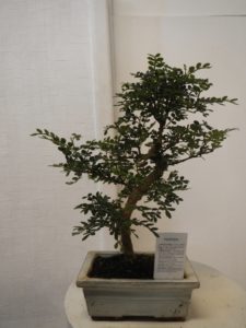 Pepper Tree bonsai
