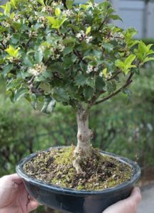 Agrifoglio bonsai