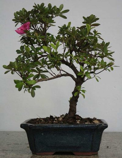 Azalea bonsai