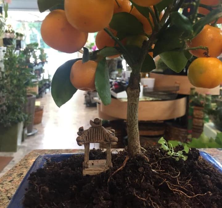 Bonsai: esterno o interno?