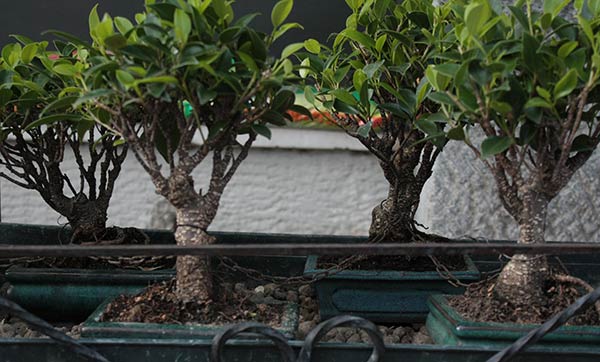 Ficus retusa bonsai
