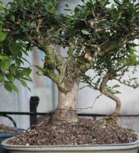 Olivastro bonsai