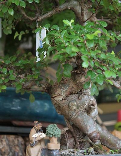 Olmo bonsai