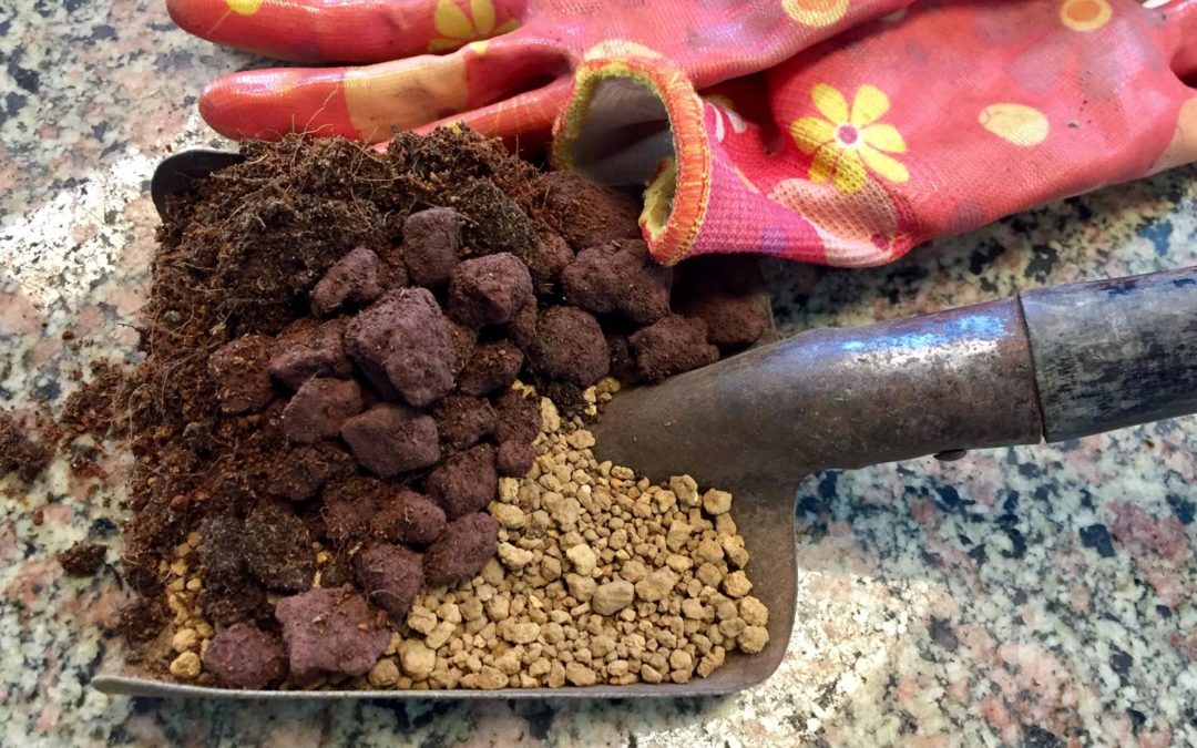 Curare il Ficus Ginseng