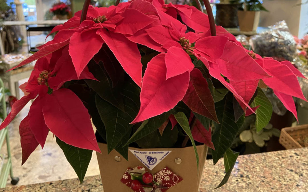 Il significato della Stella di Natale