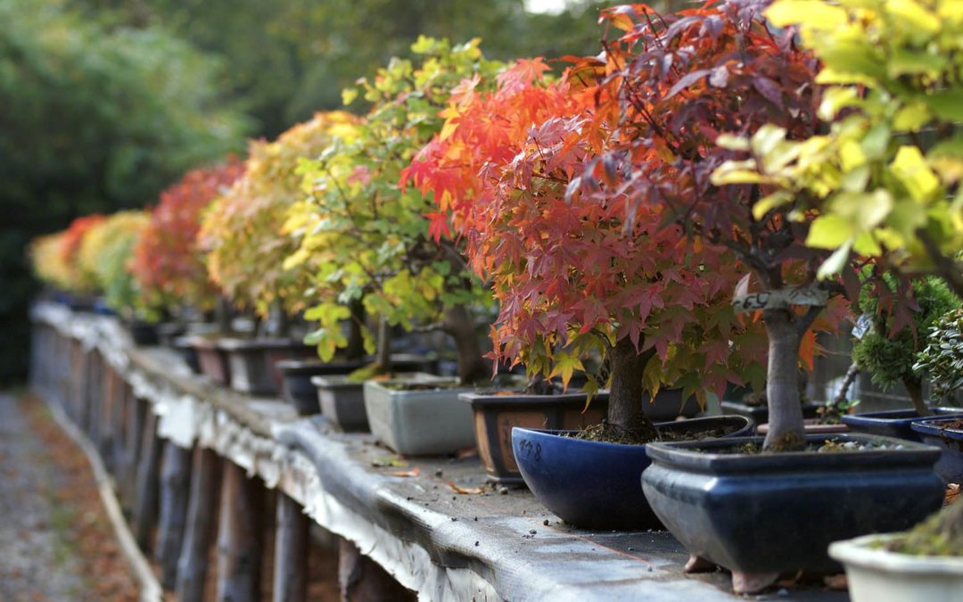 Come curare il bonsai in inverno