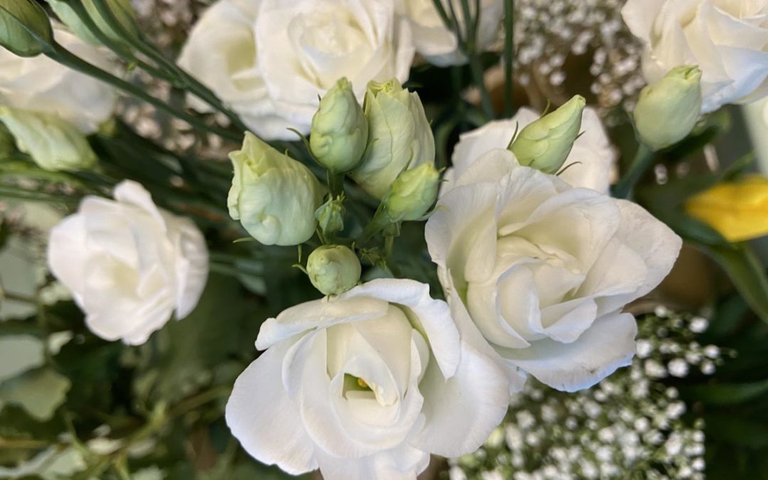Il Lisianthus bianco