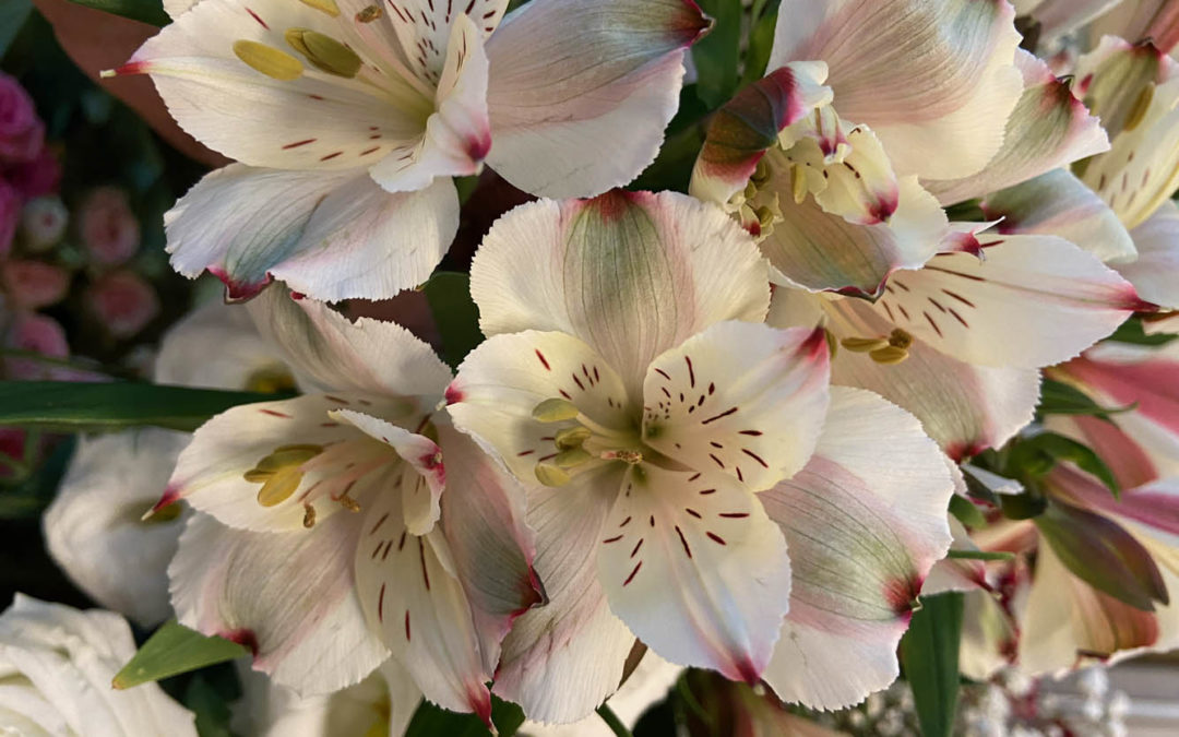 L’Alstroemeria, Giglio degli Incas