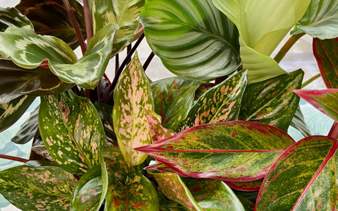 Come prendersi cura delle piante da appartamento