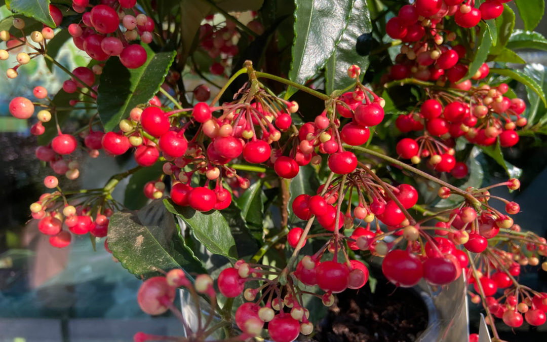 Le piante portafortuna