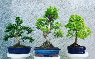La corretta coltivazione del bonsai: il decalogo