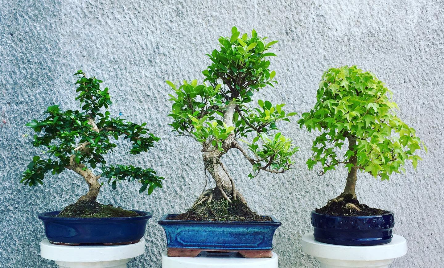 Il decalogo per la corretta coltivazione del bonsai